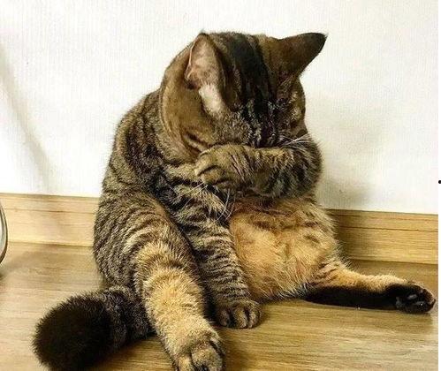 胖猫反转免费吃瓜,免费吃瓜背后的惊喜真相 第1张 胖猫反转免费吃瓜,免费吃瓜背后的惊喜真相 第1张